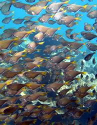 School of Bullseye, Ningaloo Reef by Penny Murphy 